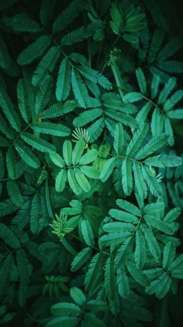 Green Foliage Nature iPhone Wallpaper