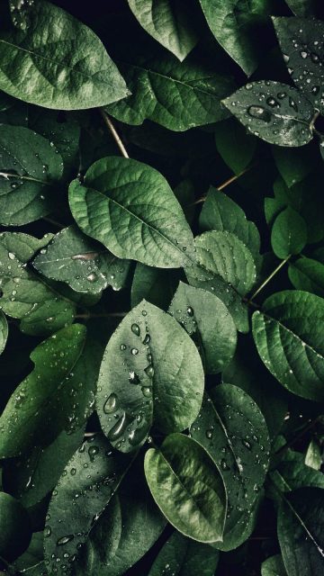 Green Foliage iPhone Wallpaper