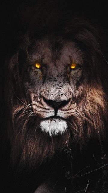 Lion Eyes iPhone Wallpaper