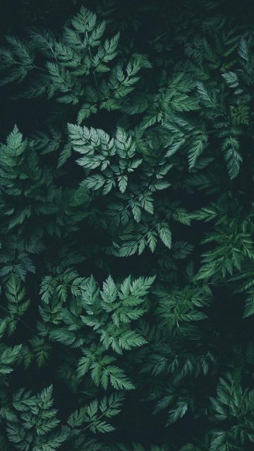 Nature Green iPhone Wallpaper