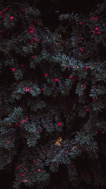 Pine Leaves iPhone Wallpaper