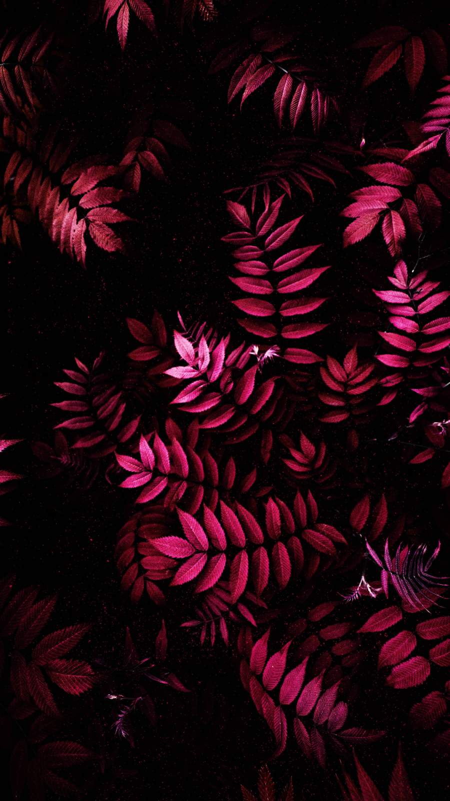 Pink Foliage Nature IPhone Wallpaper - IPhone Wallpapers : iPhone Wallpapers