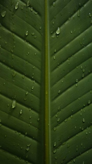 Raindrops On Leaf iPhone Wallpaper