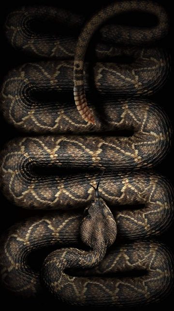 Rattlesnake iPhone Wallpaper