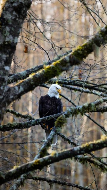 The Eagle iPhone Wallpaper