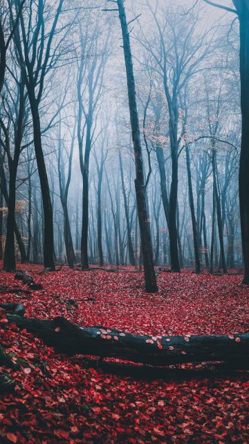 Autumn Red Forest