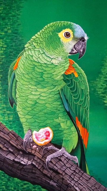 Amazon Parrot