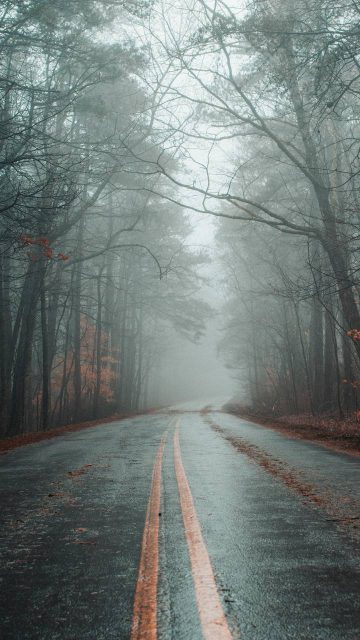 Autumn Forest Foggy Road