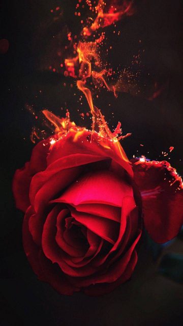 Burning Rose Flower