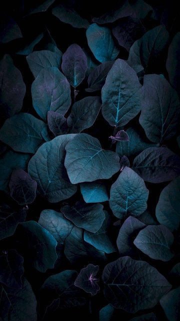 Nature Foliage Dark