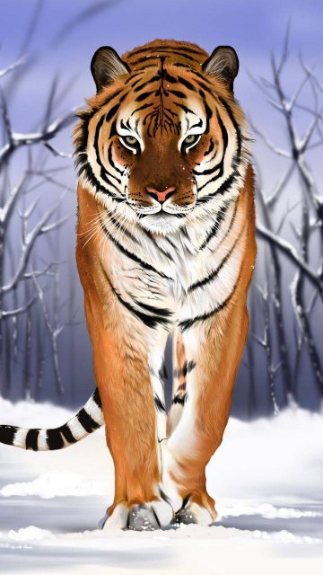 Siberian Tiger