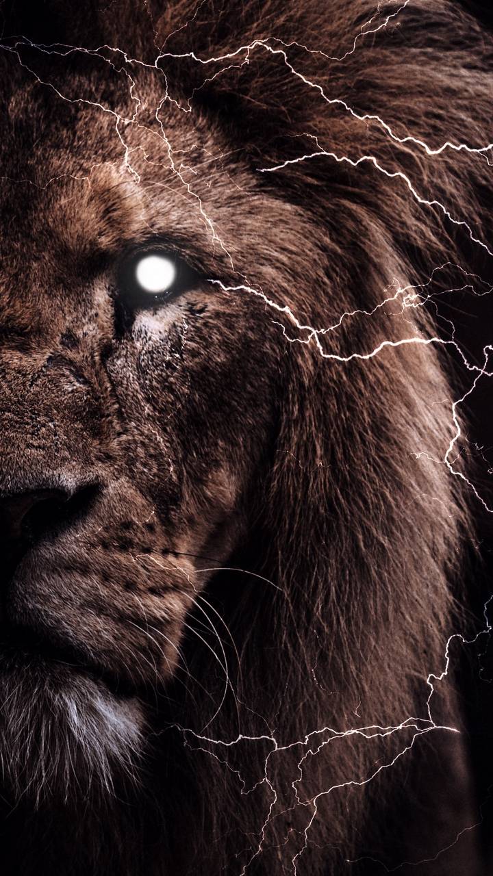 The Lion Wallpaper - IPhone Wallpapers : iPhone Wallpapers