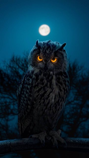 Glowing Eyes Owl
