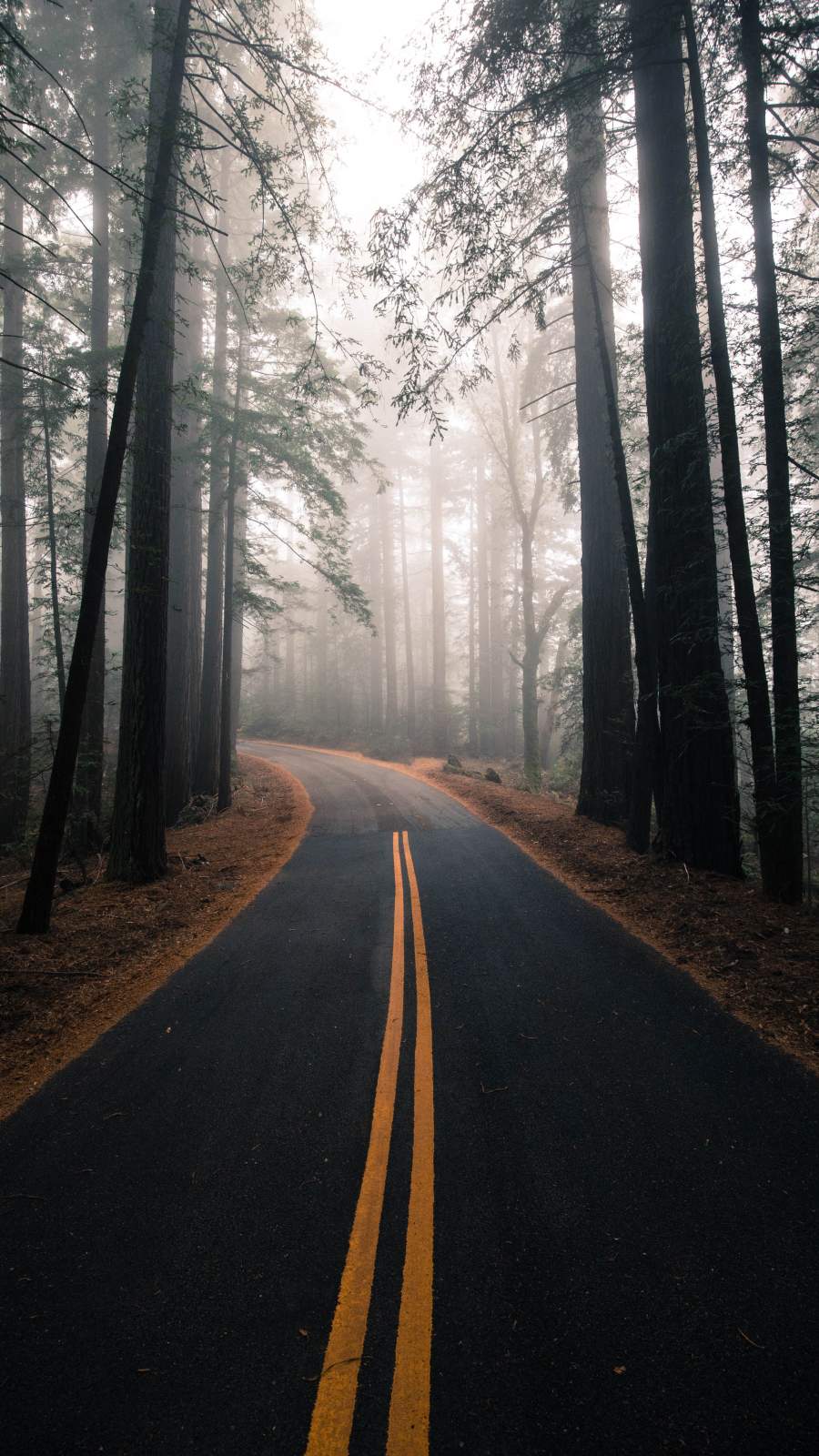 Nature Road Morning Fog iPhone Wallpaper