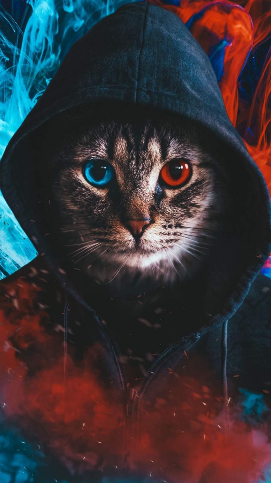 Hoodie Cat IPhone Wallpaper - IPhone Wallpapers : iPhone Wallpapers