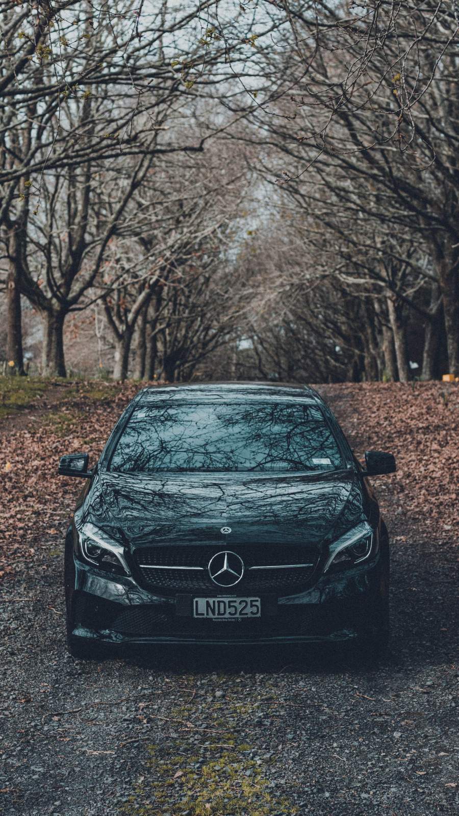 Mercedes Benz Autumn