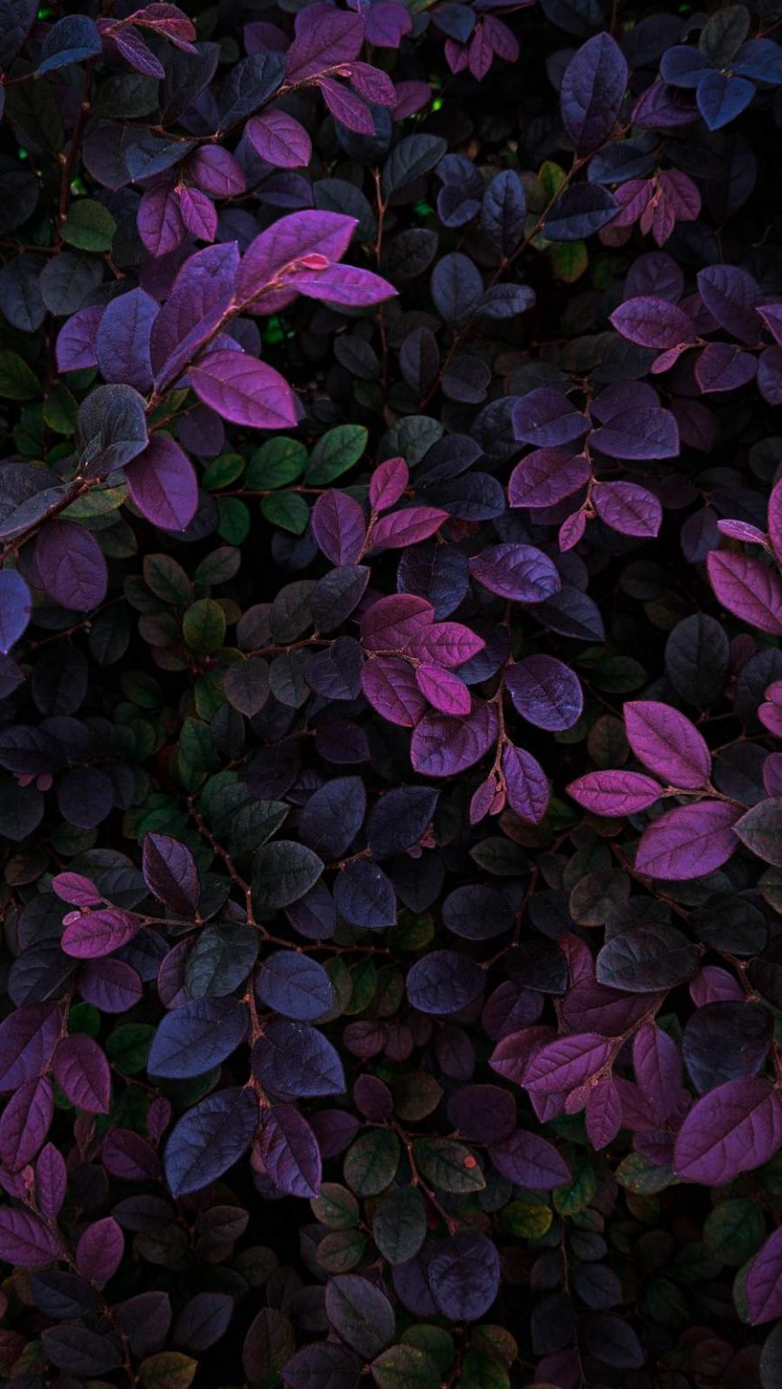 Nature Foliage Plants Wallpaper - IPhone Wallpapers : iPhone Wallpapers