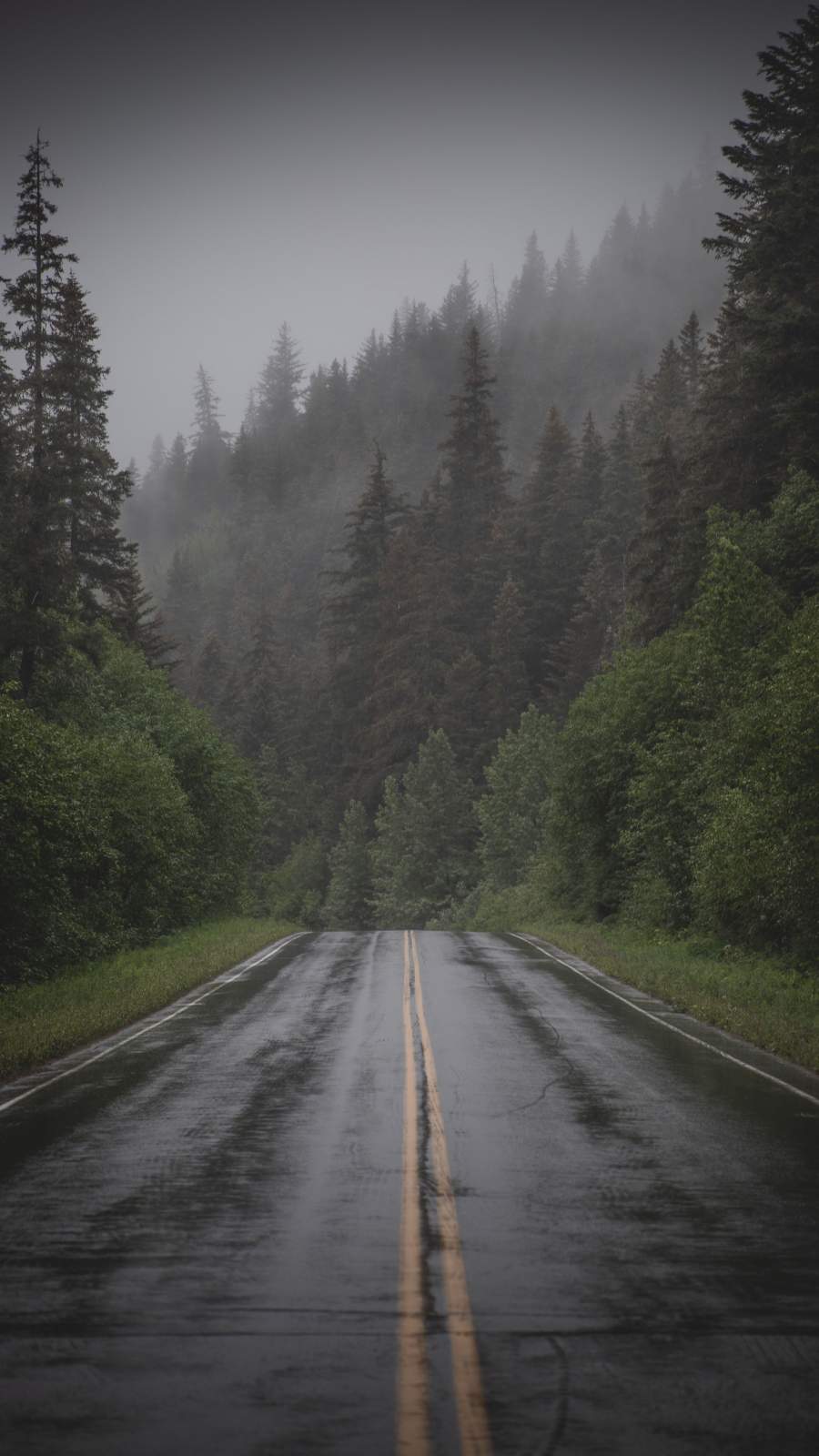 Wet Road Mist Forest