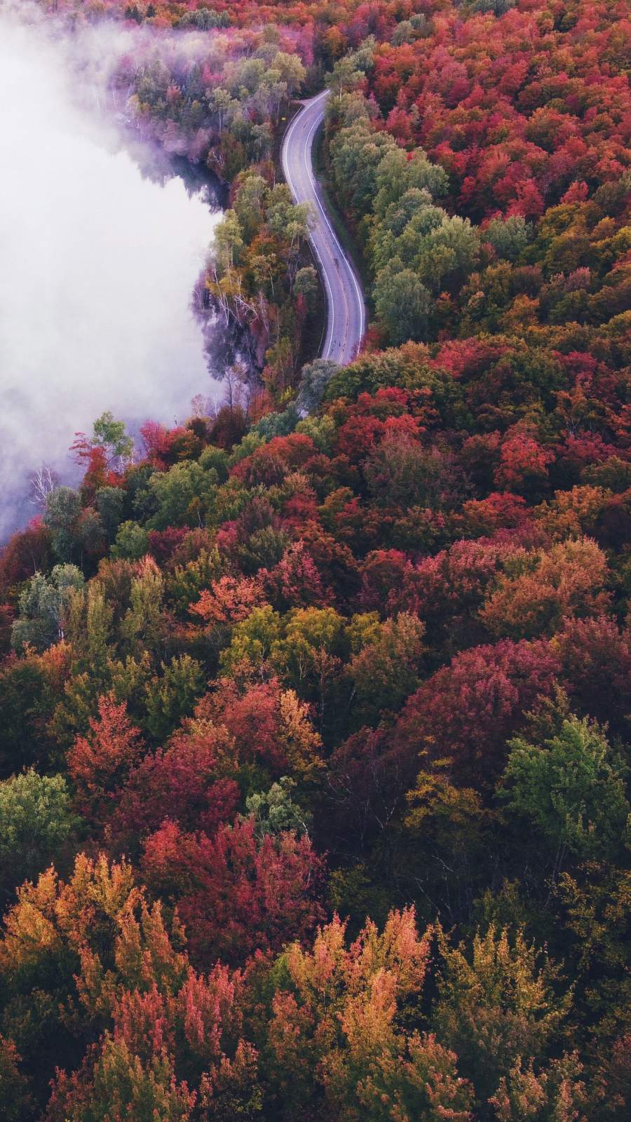 Colorful Forest Road iPhone Wallpaper