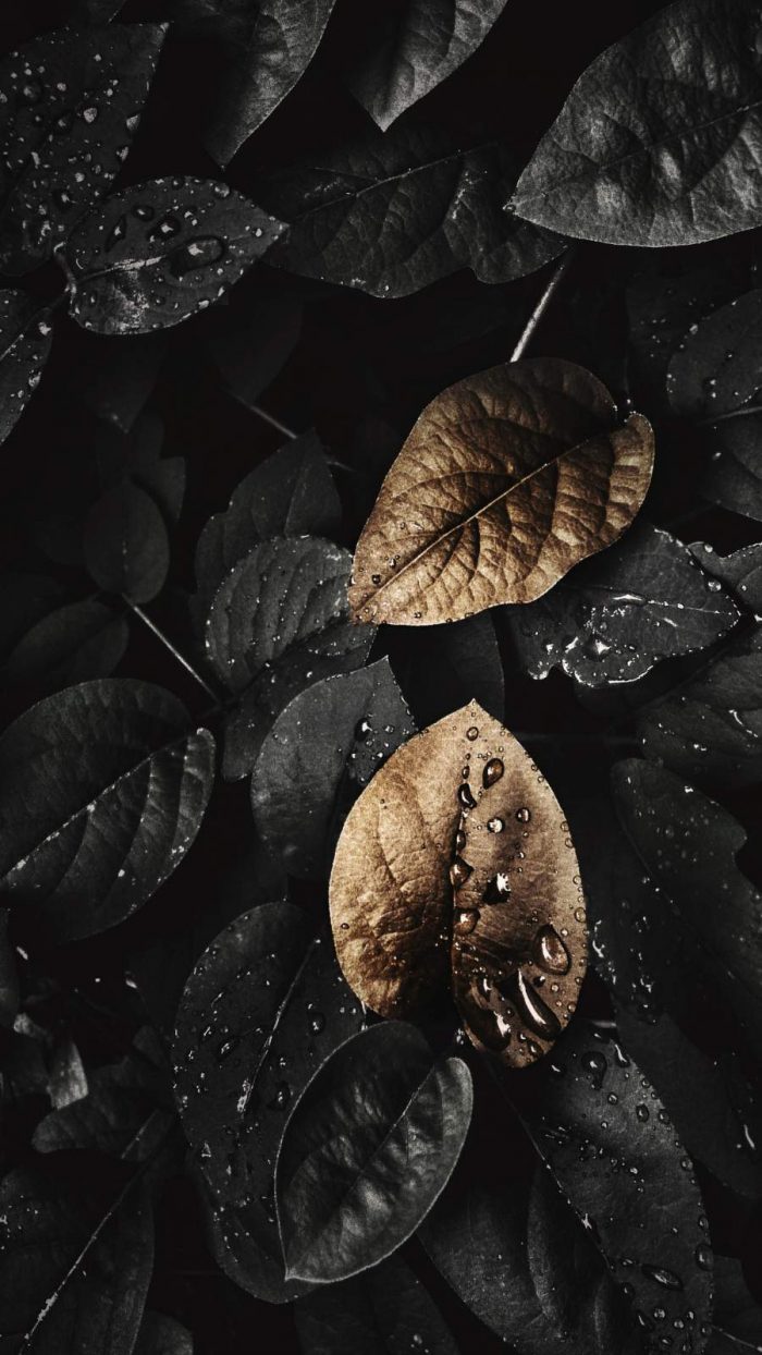 Dark Nature Foliage iPhone Wallpaper - iPhone Wallpapers