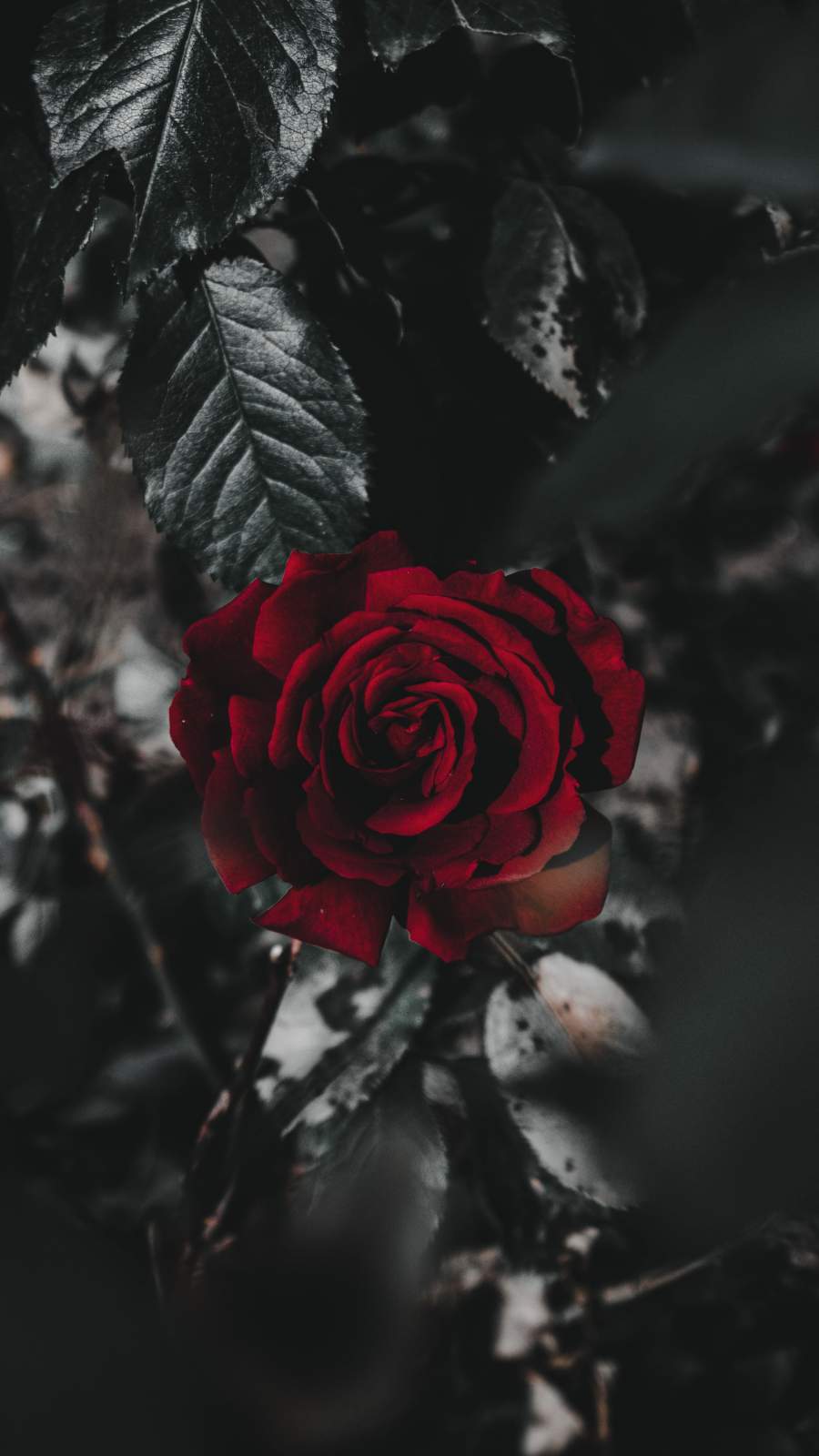 Red Rose iPhone Wallpapers on WallpaperDog