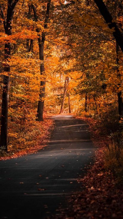 Road Autumn Nature iPhone Wallpaper - iPhone Wallpapers