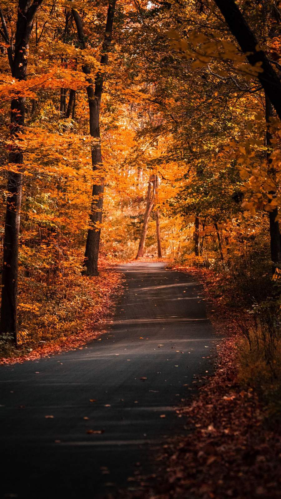 Điểm tô cho mùa thu ngập tràn hạm nhiệt với bộ sưu tập ảnh phong cảnh mùa thu tuyệt đẹp. Những con đường rợp lá vàng, rực rỡ, tràn ngập ánh sáng vàng ươm, sẽ mang đến cho bạn những trải nghiệm tuyệt vời về mùa thu.