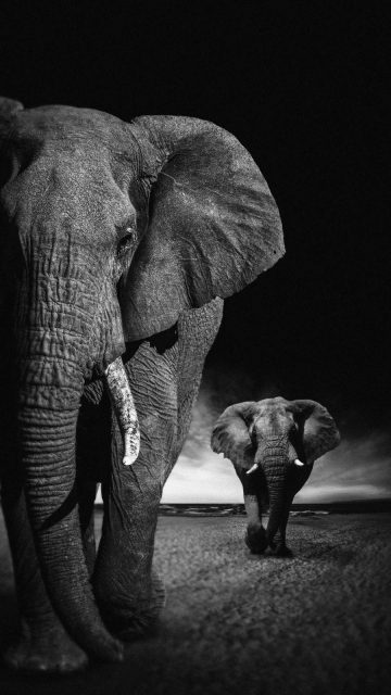 African Elephants iPhone Wallpaper