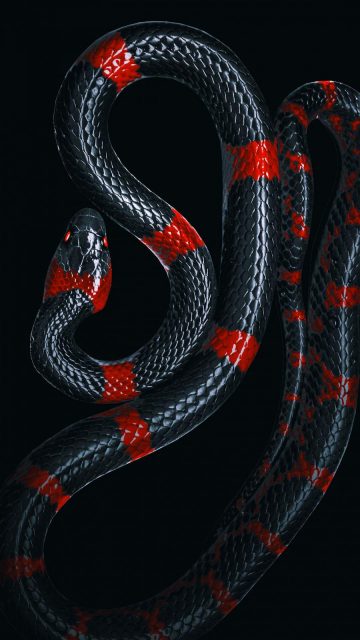 Black Snake iPhone Wallpaper