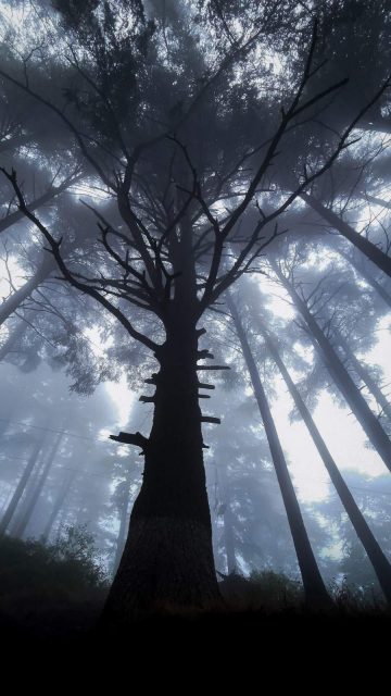 Giant Tree Forest