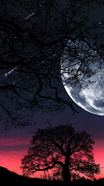 Moon Tree Silhouette