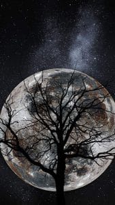 Moon Tree iPhone Wallpaper