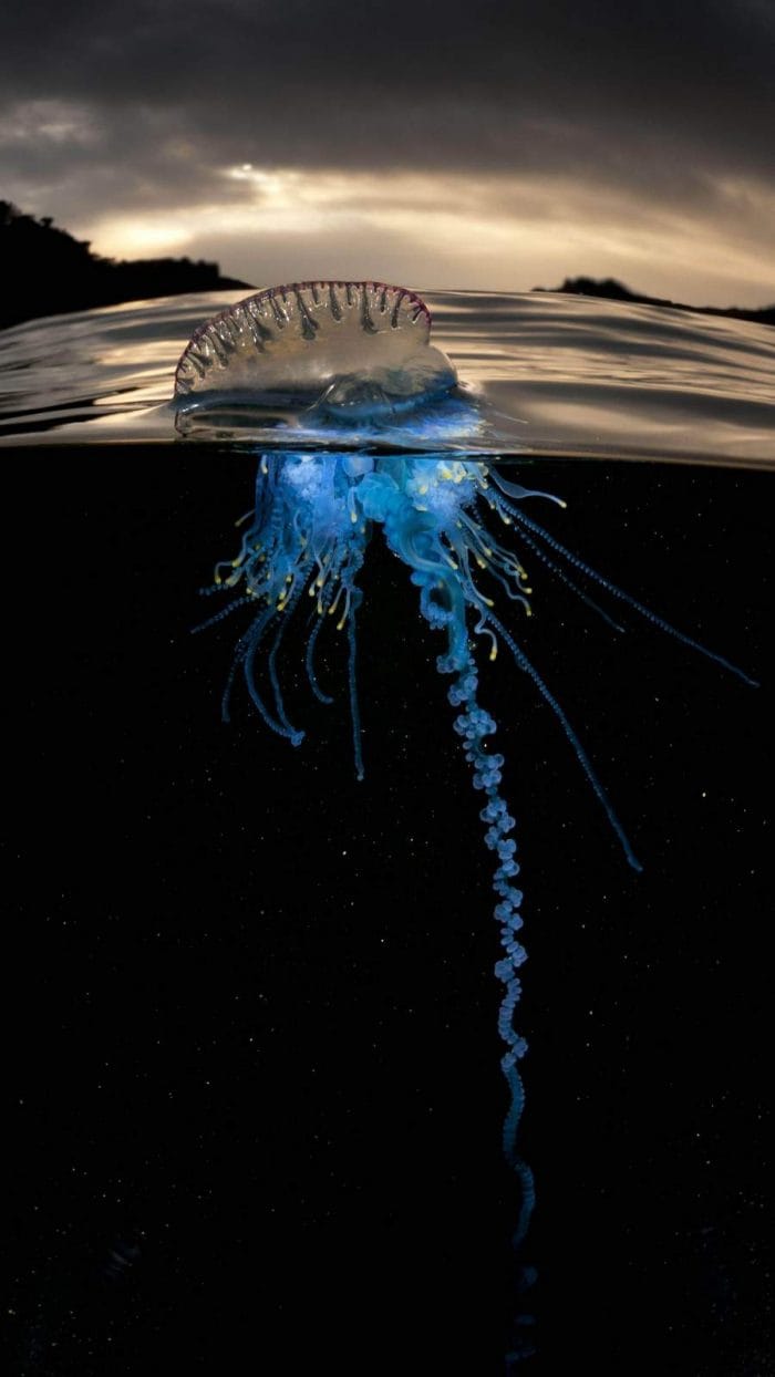 Underwater Jelly Fish