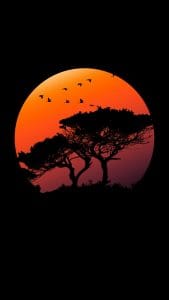 Amoled Tree iPhone Wallpaper