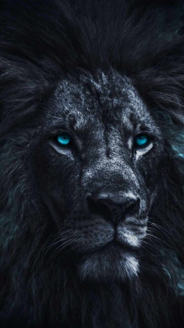 King Lion Eyes iPhone Wallpaper