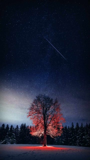Night Tree Starry Sky