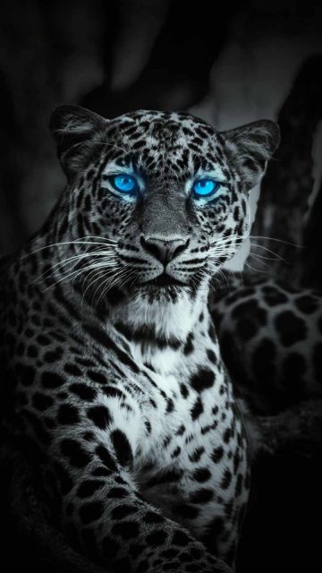 Blue Eye Jaguar iPhone Wallpaper