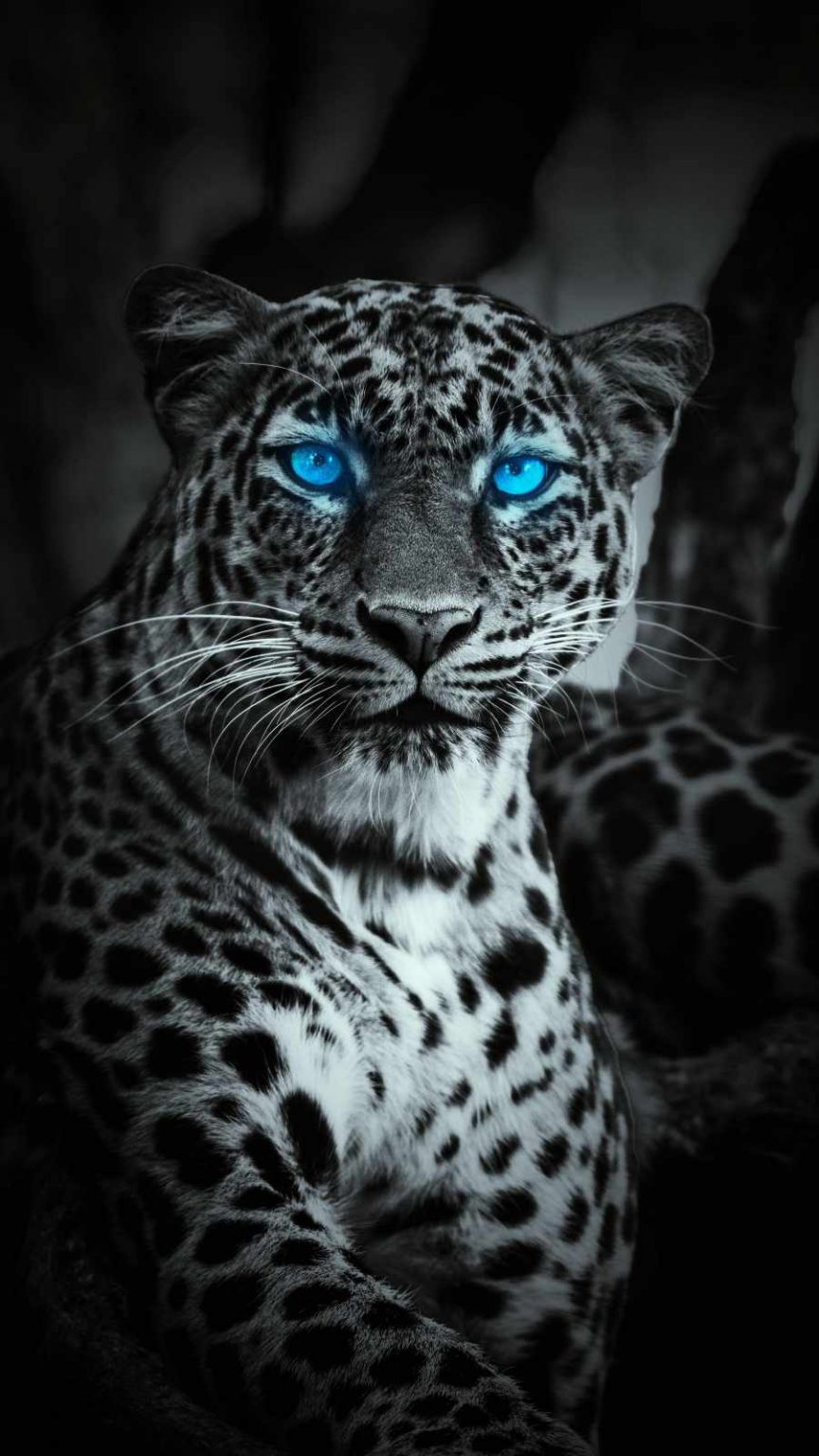 Blue Eye Jaguar iPhone Wallpaper - iPhone Wallpapers