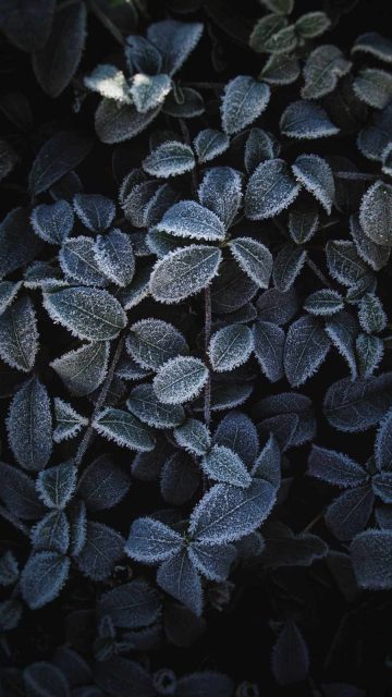 Frozen Plants iPhone Wallpaper