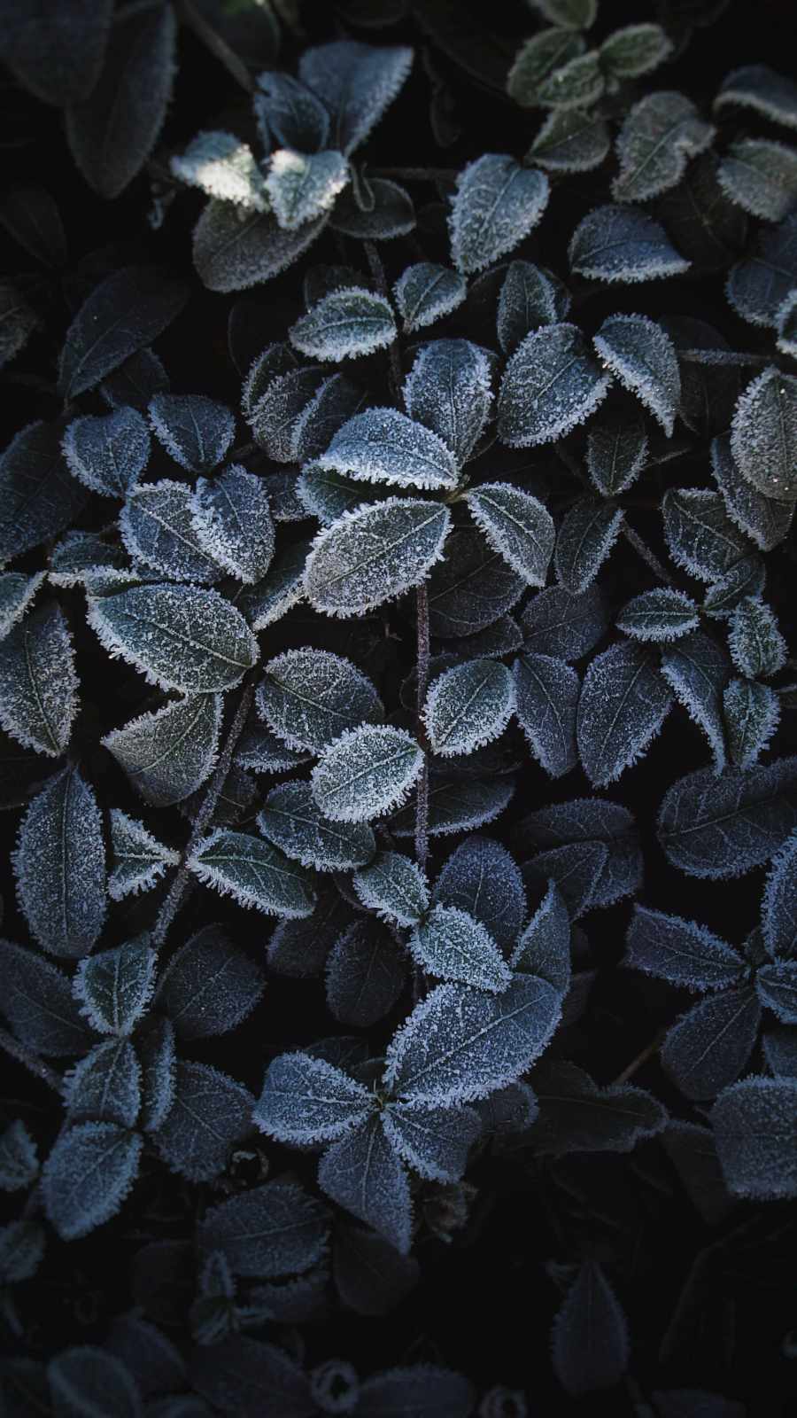Frozen Plants IPhone Wallpaper - IPhone Wallpapers : iPhone Wallpapers