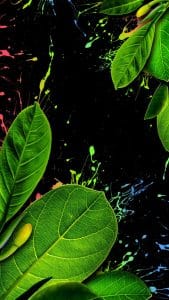 Nature Splash iPhone Wallpaper