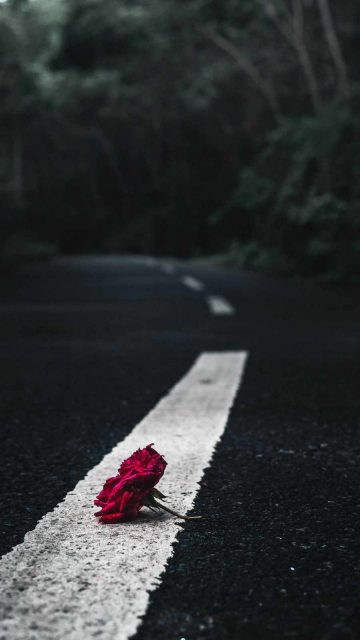 Rose on Road iPhone Wallpaper
