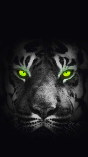 Tiger Eyes iPhone Wallpaper