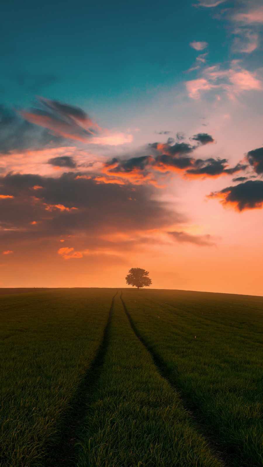 grassy field sunset