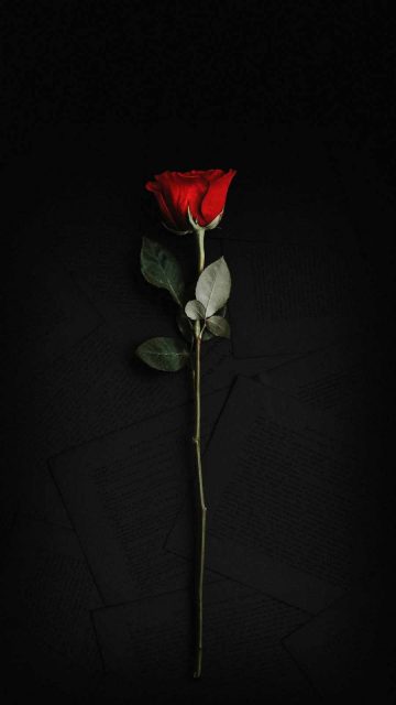 Rose in Dark iPhone Wallpaper