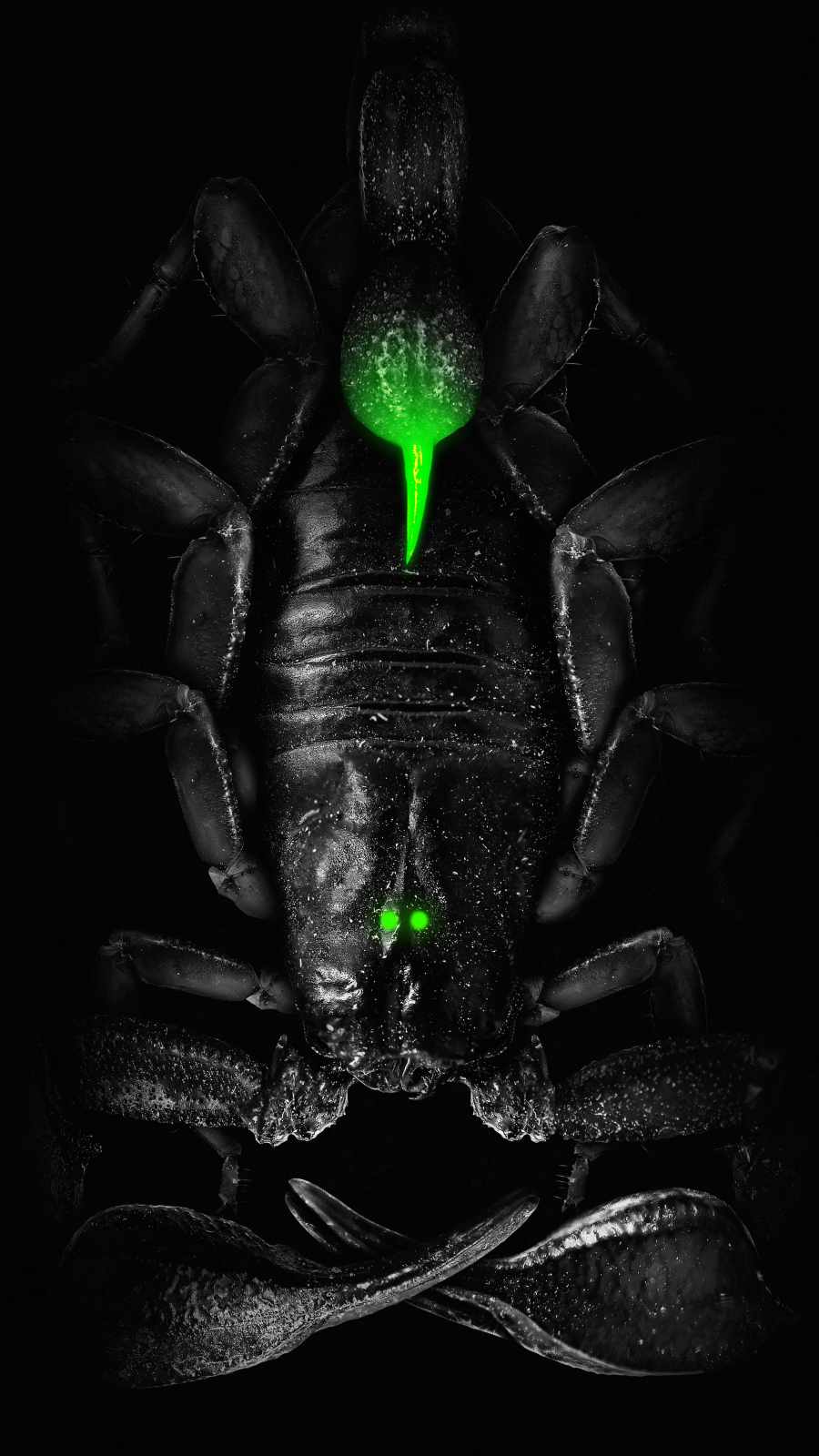 Scorpion Venom iPhone Wallpaper