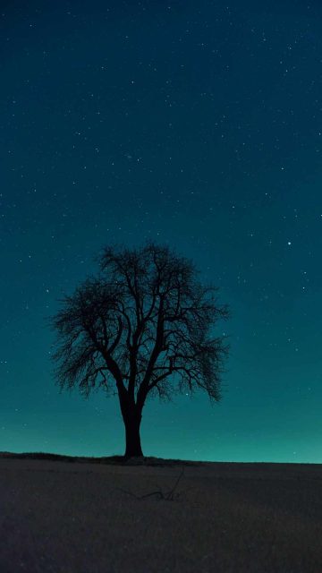 Alone Tree iPhone Wallpaper