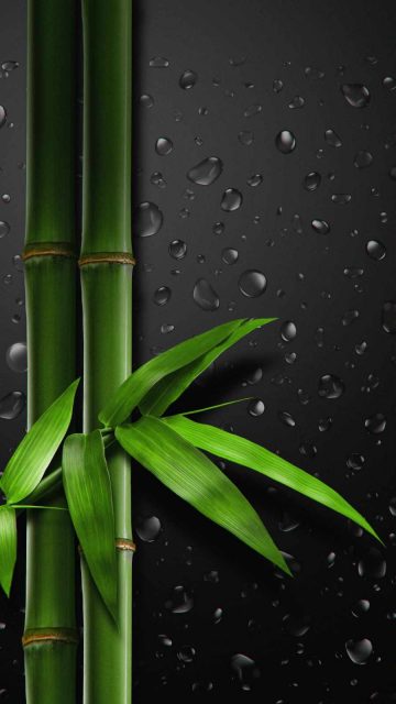 Bamboo Tree iPhone Wallpaper