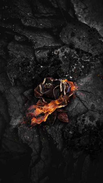 Burning Rose Ash