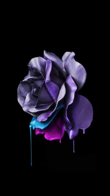 Dark Rose iPhone Wallpaper